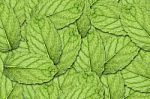 Mint Leaf Background Stock Photo