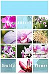 Mix Picture Orchid In Frame Stock Photo