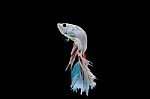 Moment Of Betta Fish, Siamese Fighting Fish Isolated  Stock Photo