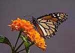 Monarch Butterfly Stock Photo