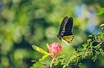 Monarch Butterfly Stock Photo