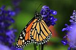 Monarch Butterfly On A Flower Stock Photo