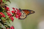 Monarch Butterfly On Red Flowers Stock Photo