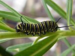 Monarch Caterpillar Stock Photo