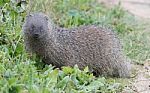 Mongoose Stock Photo