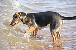 Mongrel Dog Puppy Playing On The Beach Stock Photo