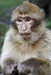 Monkey Stock Photo