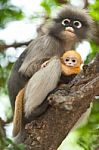 Monkey And Baby Stock Photo