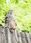 Monkey Family Stock Photo