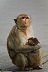Monkey In Thailand Stock Photo