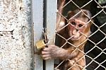 Monkey In Zoo Stock Photo