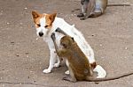 Monkeys Checking For Fleas In The Dog Stock Photo