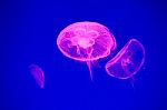 Moon Jellyfish Stock Photo