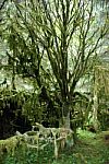 Mossy Tree Stock Photo