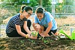 Mother And Young Daughter Planting Vegetable In Home Garden Fiel Stock Photo