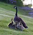 Mother-goose Protects Her Children From The Dog Stock Photo