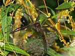 Mother Wolf Spider Stock Photo
