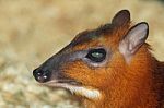 Mouse Deer Stock Photo