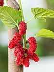 Mulberry On Tree Is Berry Fruit In Nature Stock Photo