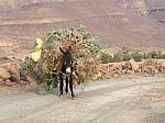 Mule In High Atlas Mountain Stock Photo
