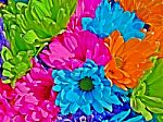 Multicolour Flowers Stock Photo