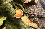 Mushroom Growth On Roots Tree Stock Photo