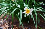 Narcis Flower Stock Photo