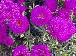 Nature And Flowers Stock Photo