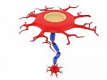 Neurons And Nervous System Stock Photo