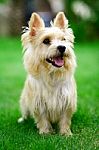 Norwich Terrier Stock Photo