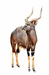 Nyala Isolated On White Background Stock Photo