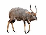 Nyala Isolated On White Background Stock Photo