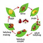 Of Ladybug Life Cycle For Kids Stock Photo