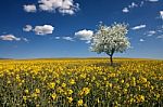 Oilseed Rape Field Stock Photo