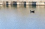 
One Black Duck Struck A Flock Of Swimming In The Single Sculls Stock Photo