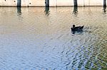 
One Black Duck Struck A Flock Of Swimming In The Single Sculls Stock Photo