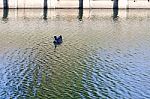 
One Black Duck Struck A Flock Of Swimming In The Single Sculls Stock Photo