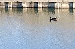 
One Black Duck Struck A Flock Of Swimming In The Single Sculls Stock Photo