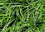 Ophiopogon Japonicus The Cover Crop Plant Stock Photo