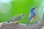 Orange-bellied Flowerpecker Stock Photo