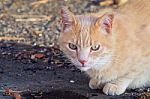 Orange Cat With Green Eye Stock Photo