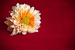 Orange Chrysanthemum Flower Stock Photo