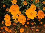 Orange Cosmos Stock Photo