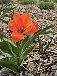 Orange Flower Planted In Mulch Stock Photo