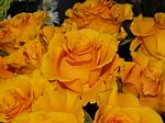Orange Roses Stock Photo