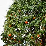 Orange Tree Growing In The South Of France Stock Photo