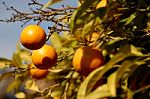 Oranges Stock Photo