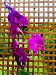 Orchid  Flower And Bamboo Net Stock Photo