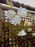 Orchid  Flower And Bamboo Net Stock Photo