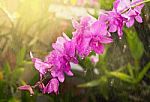 Orchid Flower In Rain With Sunlight Stock Photo